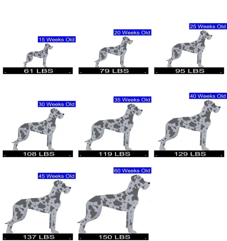 Great Dane Growth Chart. Great Dane Weight Calculator. (2022)