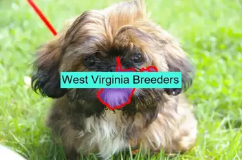 Today at the laramie k.c. Reputable Shih Tzu Breeders Detailed List For 2022