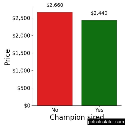 Price of Afghan Hound by Champion sired 