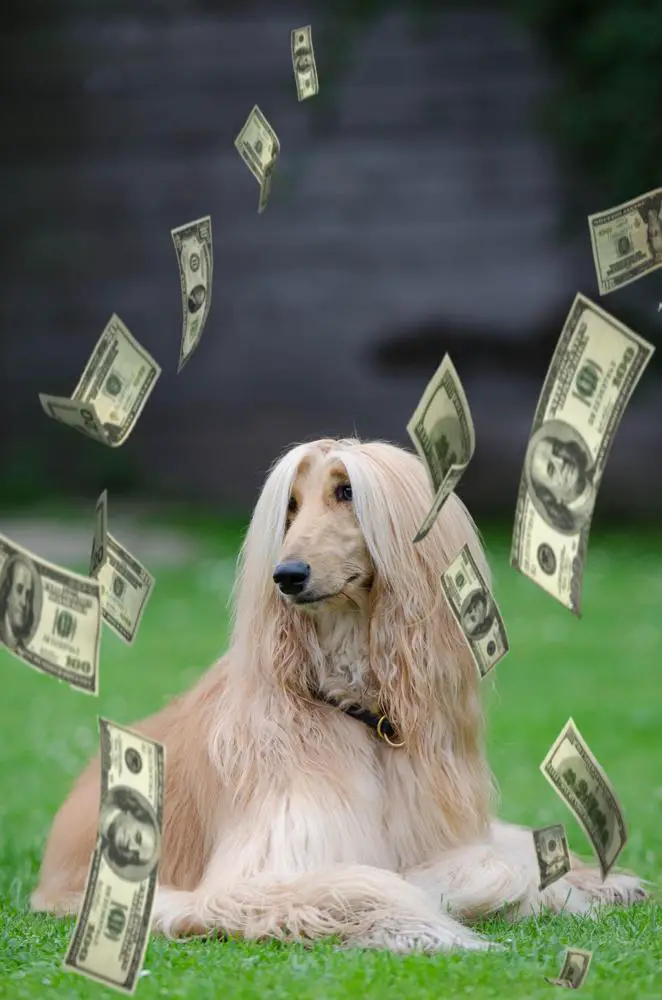 How Much Afghan Hound Puppies Cost. Prices of 21 Afghan