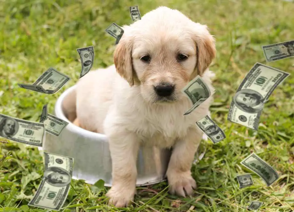 How Much Golden Retriever Puppies Cost Prices Of 2668 Golden Retriever Puppies Reviewed Pet Calculator