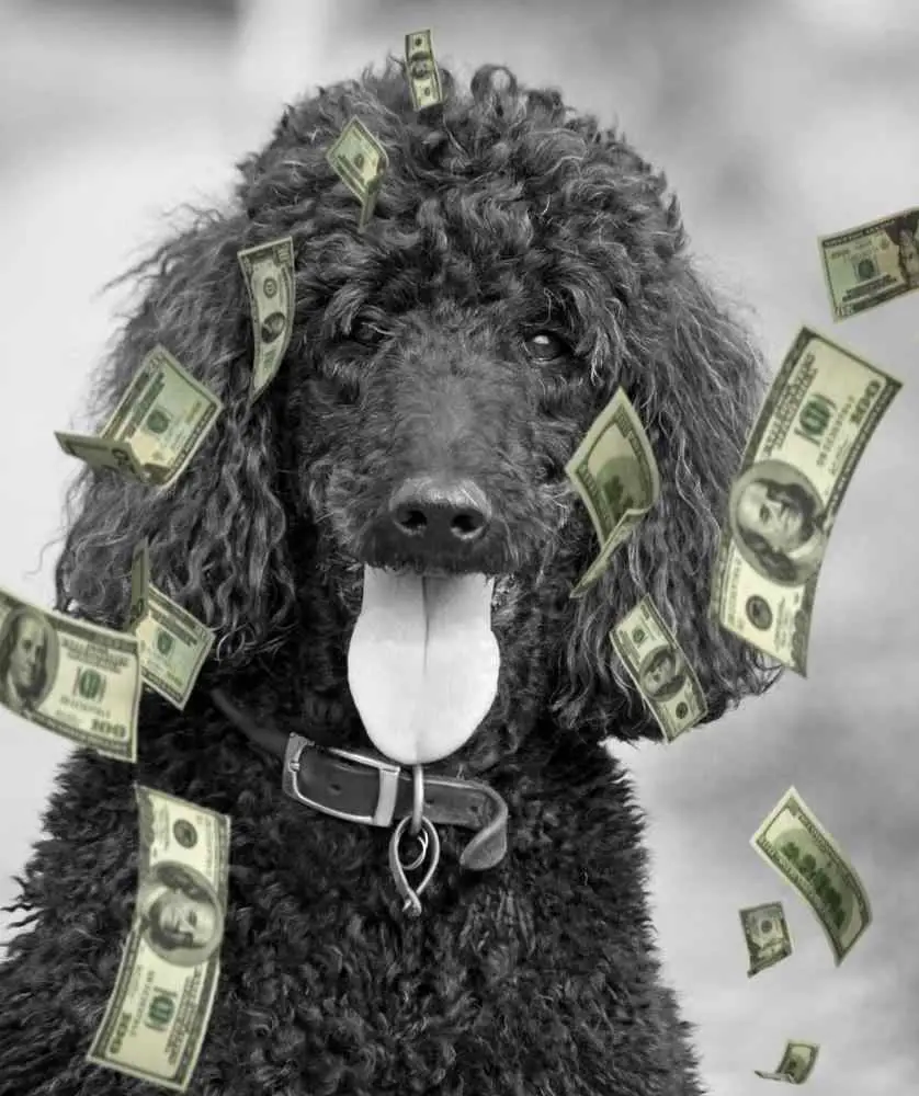 how-much-standard-poodle-puppies-cost-prices-of-2527-standard-poodle