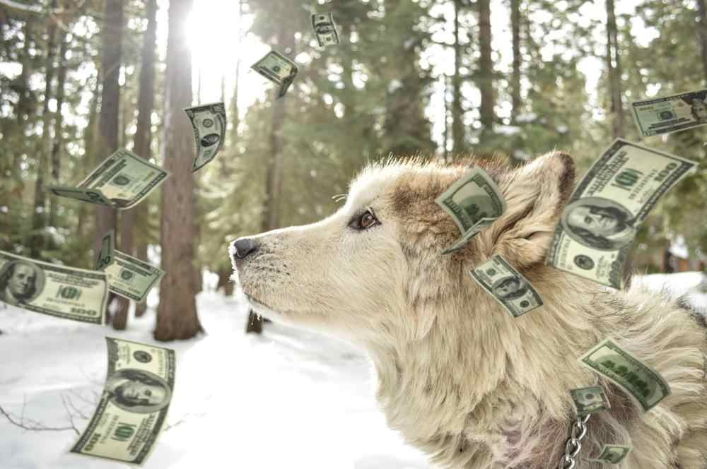 How Much Wolf Hybrid Puppies Cost. Prices of 40 Wolf Hybrid Puppies