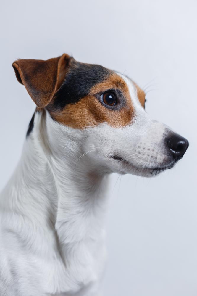 How Much Jack Russell Terrier Puppies Cost. Prices of 410 Jack Russell ...