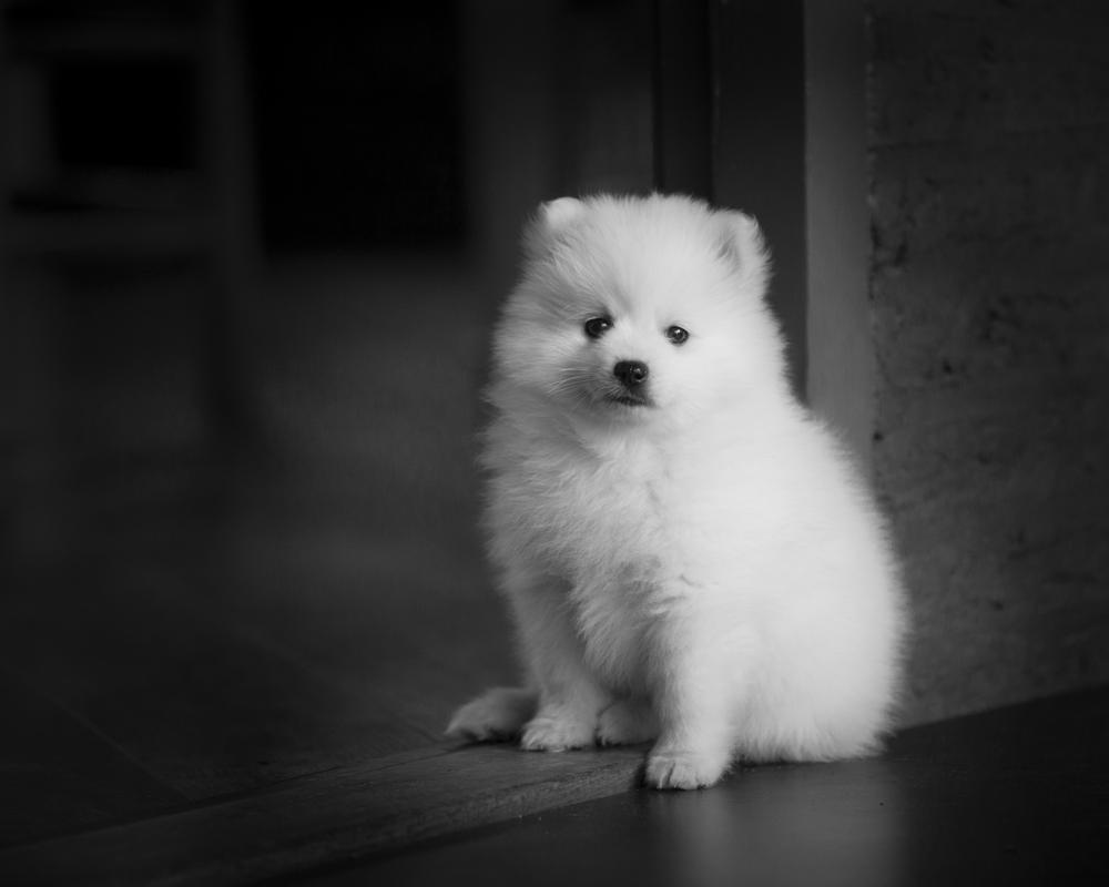 How Much Japanese Spitz Puppies Cost Prices Of 5 Japanese Spitz Puppies Reviewed