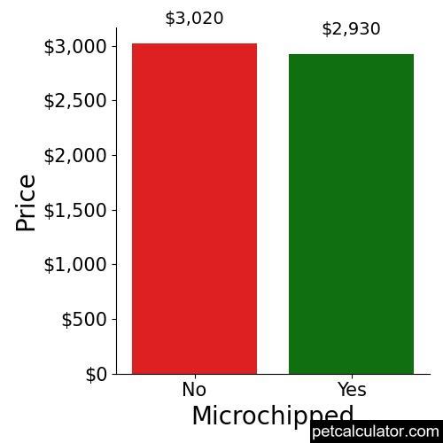Price of Lowchen by Microchipped 