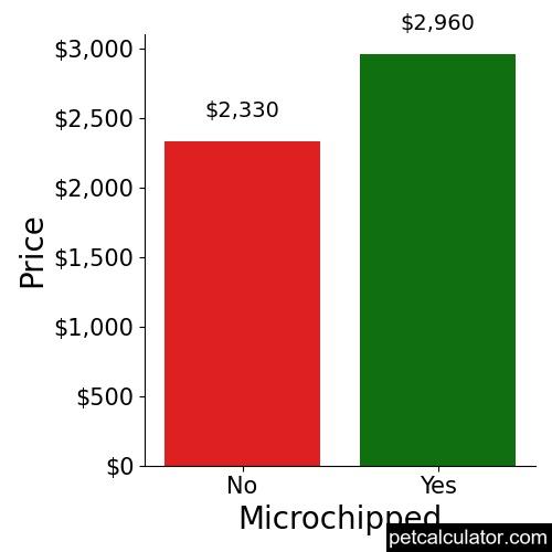 Price of Miniature Bull Terrier by Microchipped 