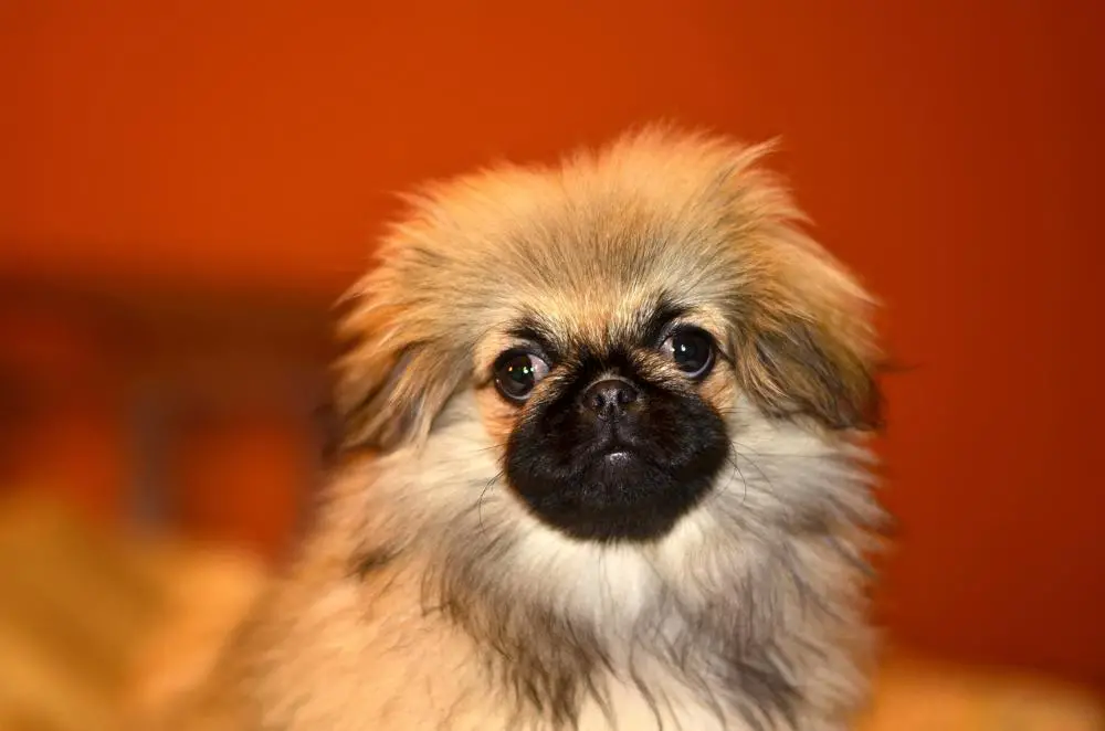 Price Of A Pekingese