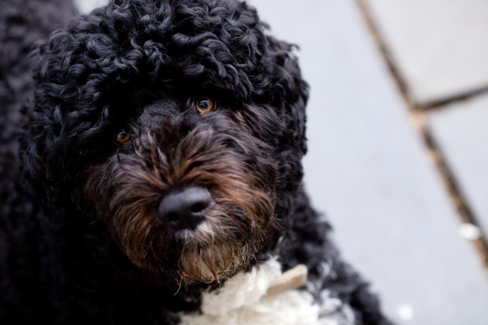 How Much Portuguese Water Dog Puppies Cost. Prices of 140 Portuguese
