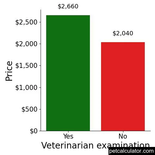 Price of Miniature Bull Terrier by Veterinarian examination 