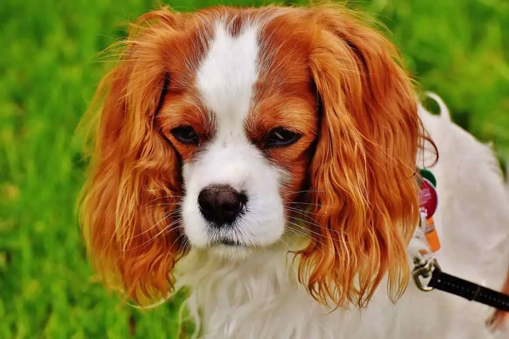 How Much Cavalier King Charles Spaniel Puppies Cost