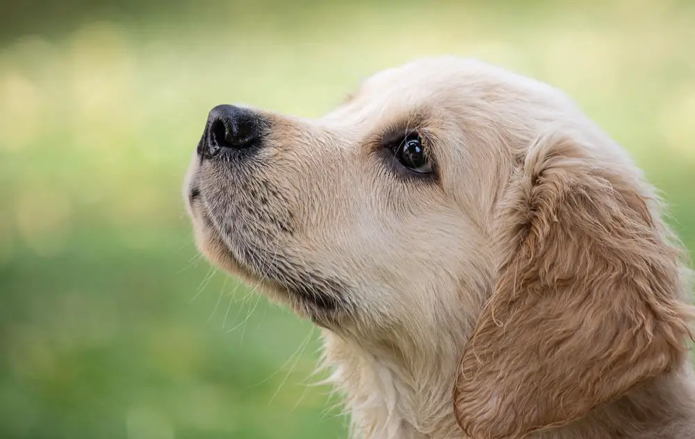 How Much Golden Retriever Puppies Cost Prices Of 2668 Golden Retriever Puppies Reviewed