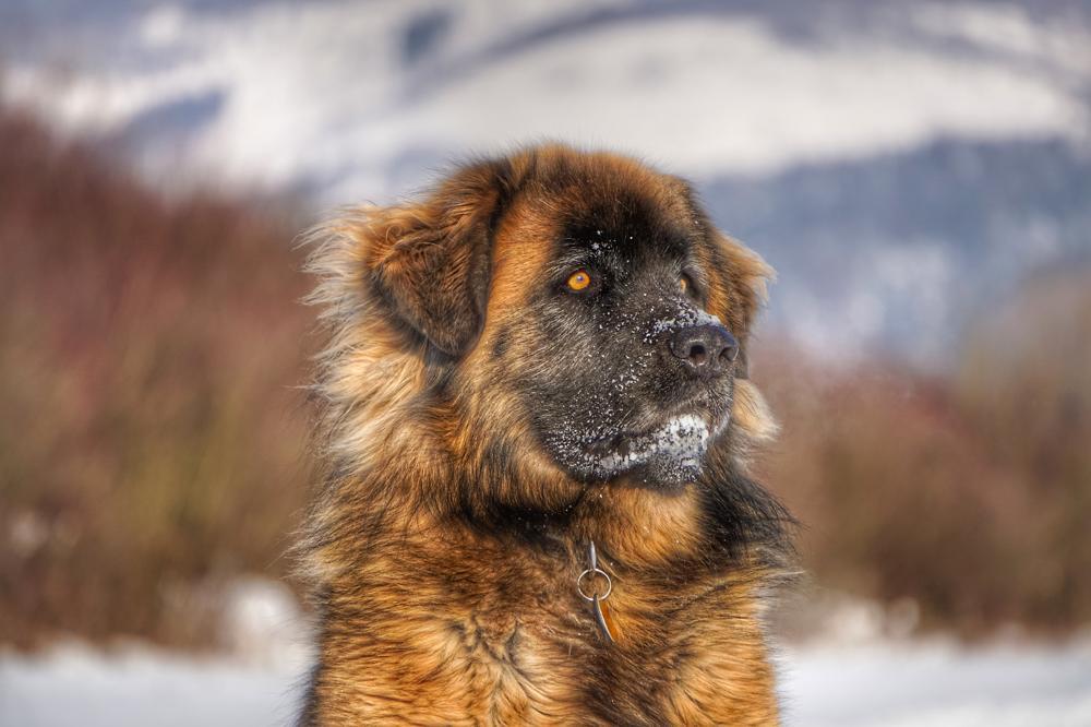 How Much Leonberger Puppies Cost. Prices of 3 Leonberger Puppies Reviewed