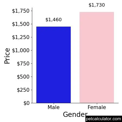 Price of Bordoodle by Gender 