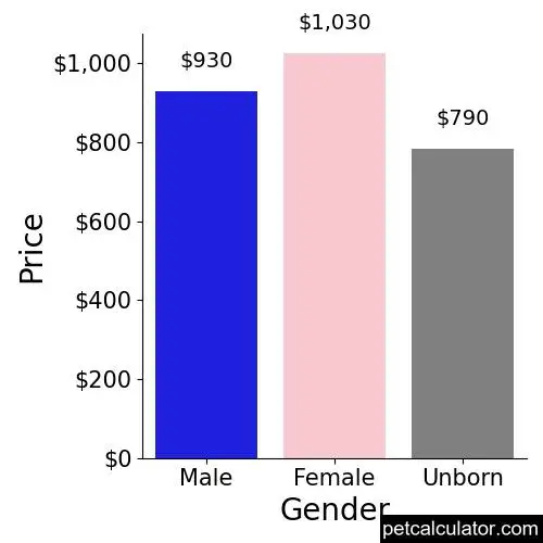 Price of Chorkie by Gender 