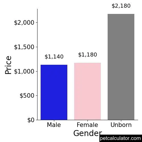 Price of Designer Breed Medium by Gender 
