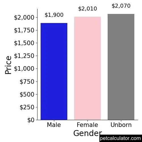 Price of Morkie by Gender 
