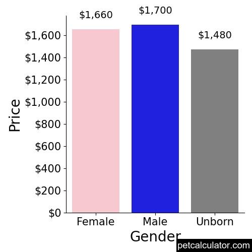 Price of Saint Berdoodle by Gender 