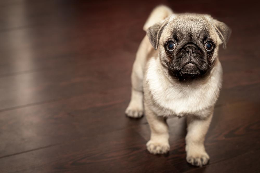 How Much Pug Puppies Cost Prices Of 654 Pug Puppies Reviewed