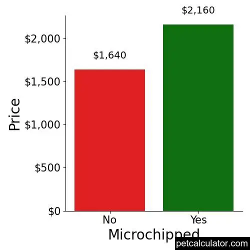 Price of Schnoodle by Microchipped 