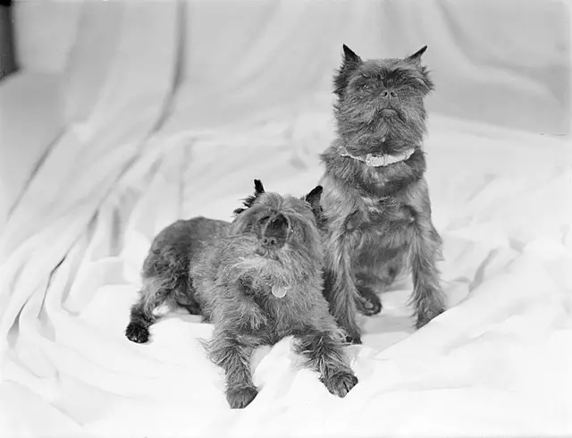 Affenpinscher