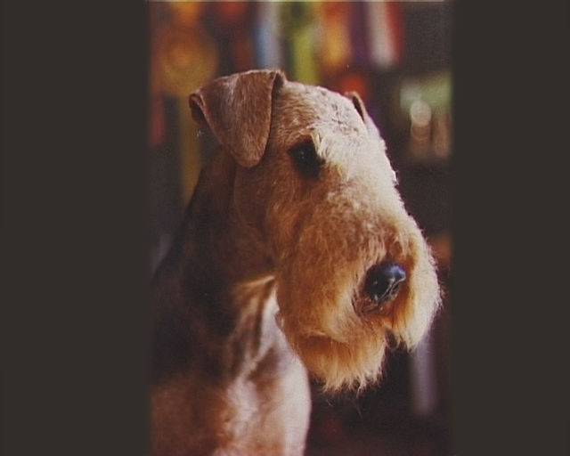 Airedale Terrier