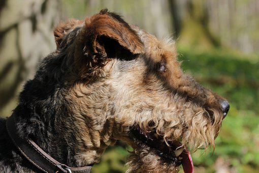 Airedale Terrier