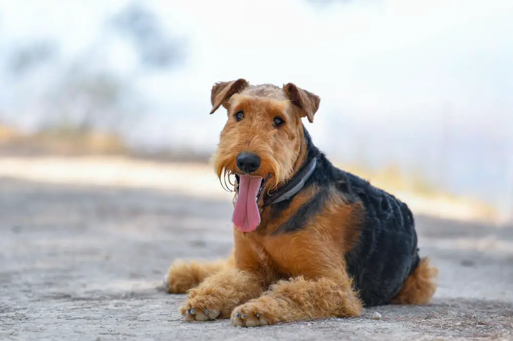 Airedale Terrier