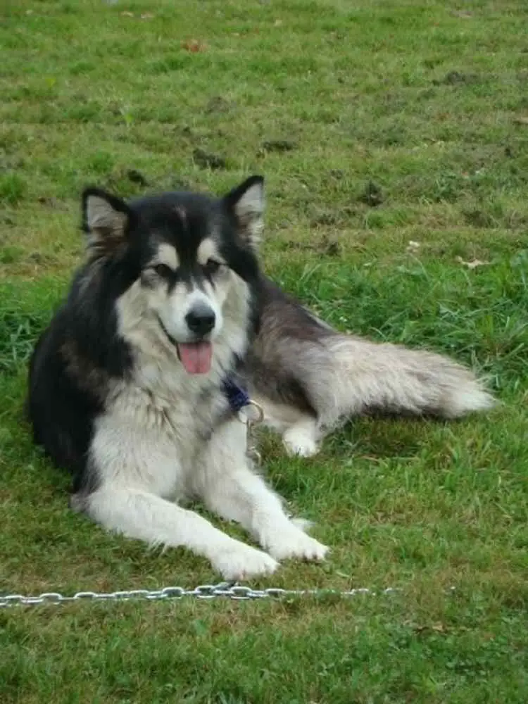 Alaskan Malamute