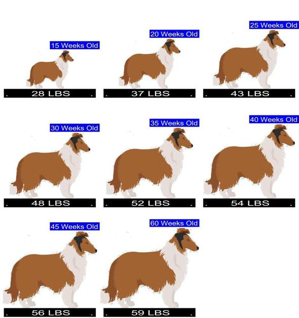 Collie Growth Chart. Collie Weight Calculator.