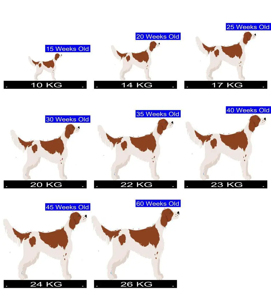 Irish Red & White Setter Growth Chart. Irish Red & White Setter Weight