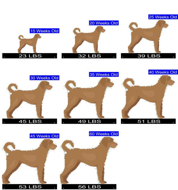 Labradoodle Size Charts For Mini Medium And Standard Labradoodles Labradoodle Size Charts For Mini Medium And Standard Labradoodles