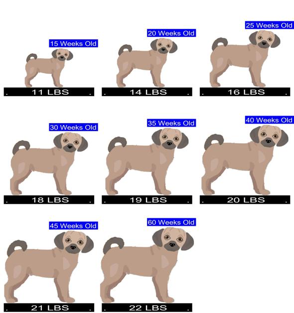 Puggle Growth Chart Puggle Weight Calculator 