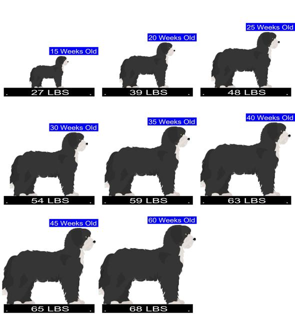 Sheepadoodle Growth Chart. Sheepadoodle Weight Calculator.