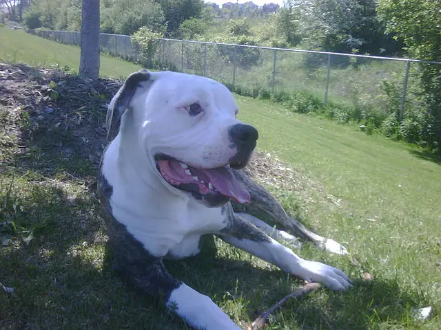 American Bulldog