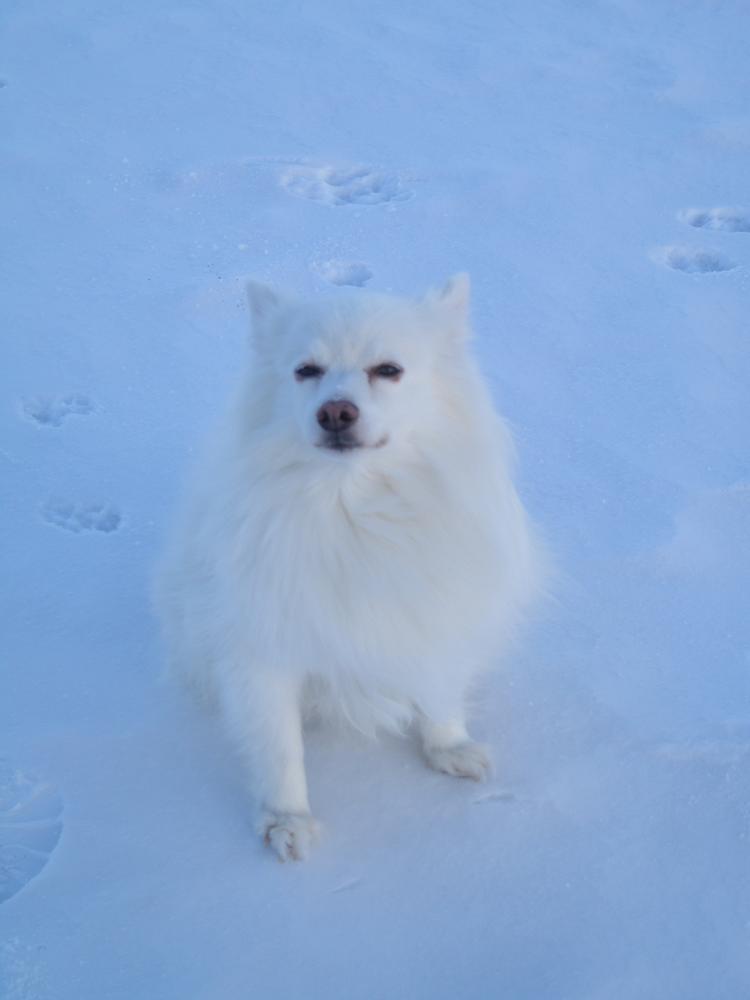 American Eskimo Dog