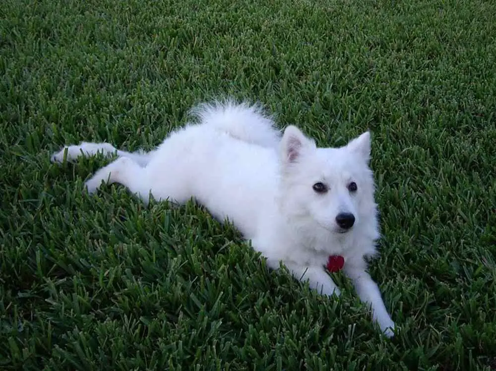 American Eskimo Dog