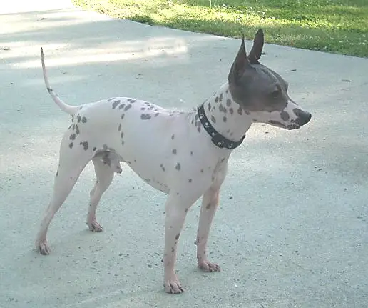 American Hairless Terrier