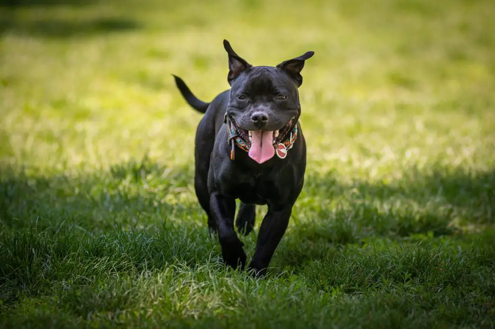 American Staffordshire Terrier