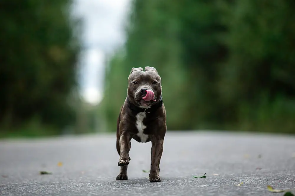 American Staffordshire Terrier