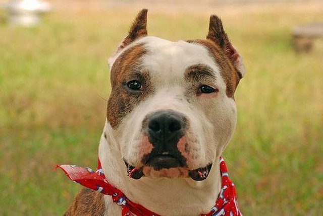 American Staffordshire Terrier