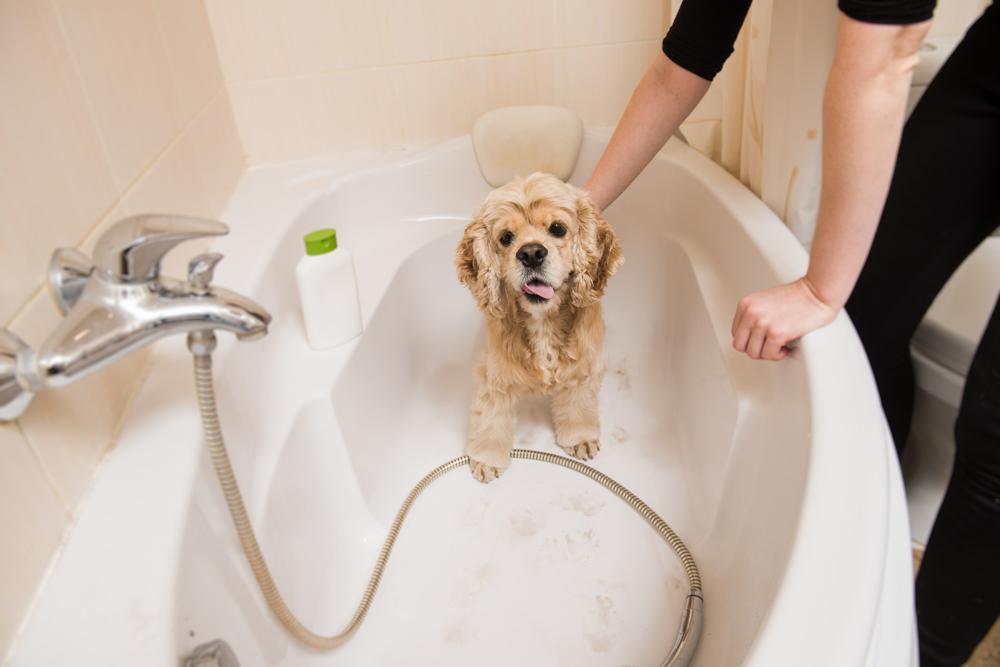 American Water Spaniel