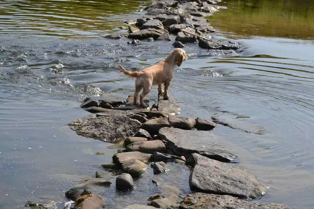 American Water Spaniel