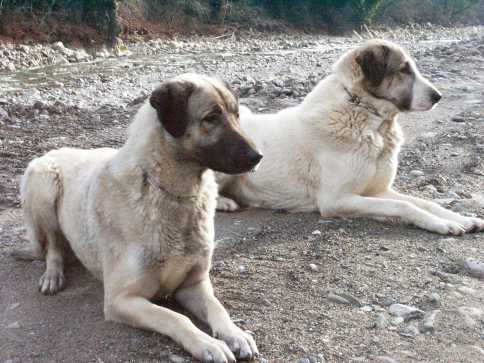 Anatolian Shepherd Dog