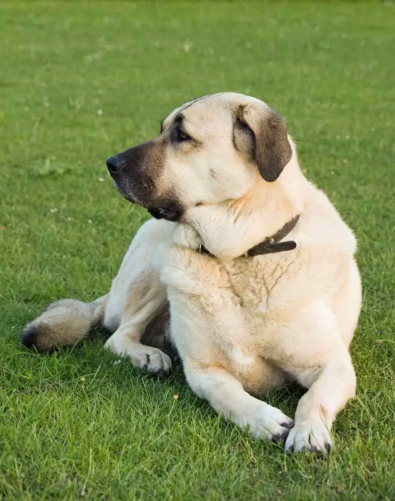 Anatolian Shepherd Dog