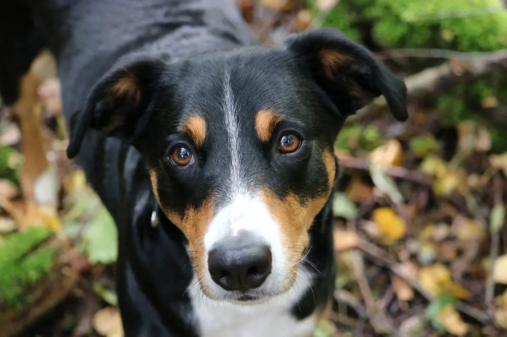 Appenzeller Sennenhunde