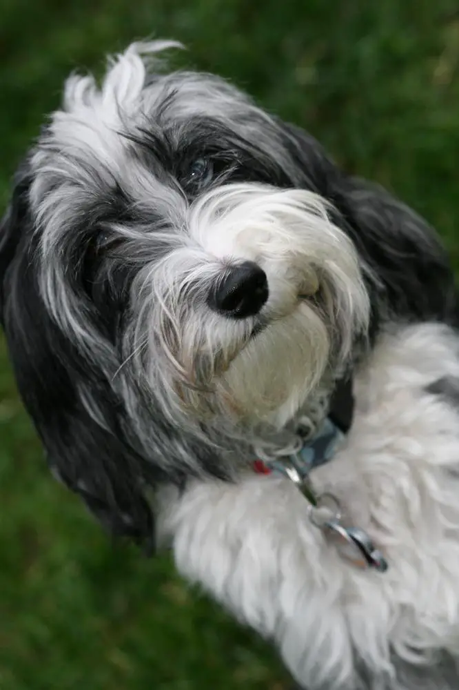 Aussiedoodle