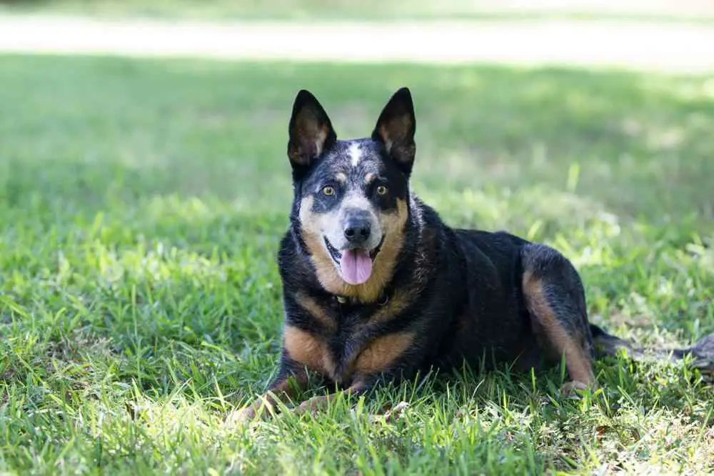 Australian Cattle Dog