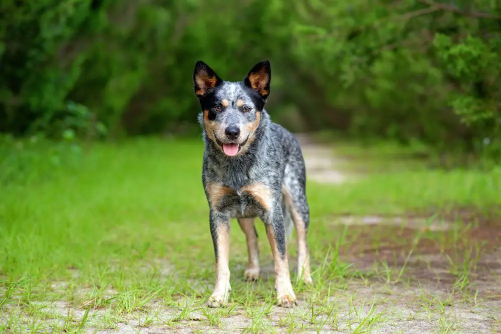 Australian Cattle Dog