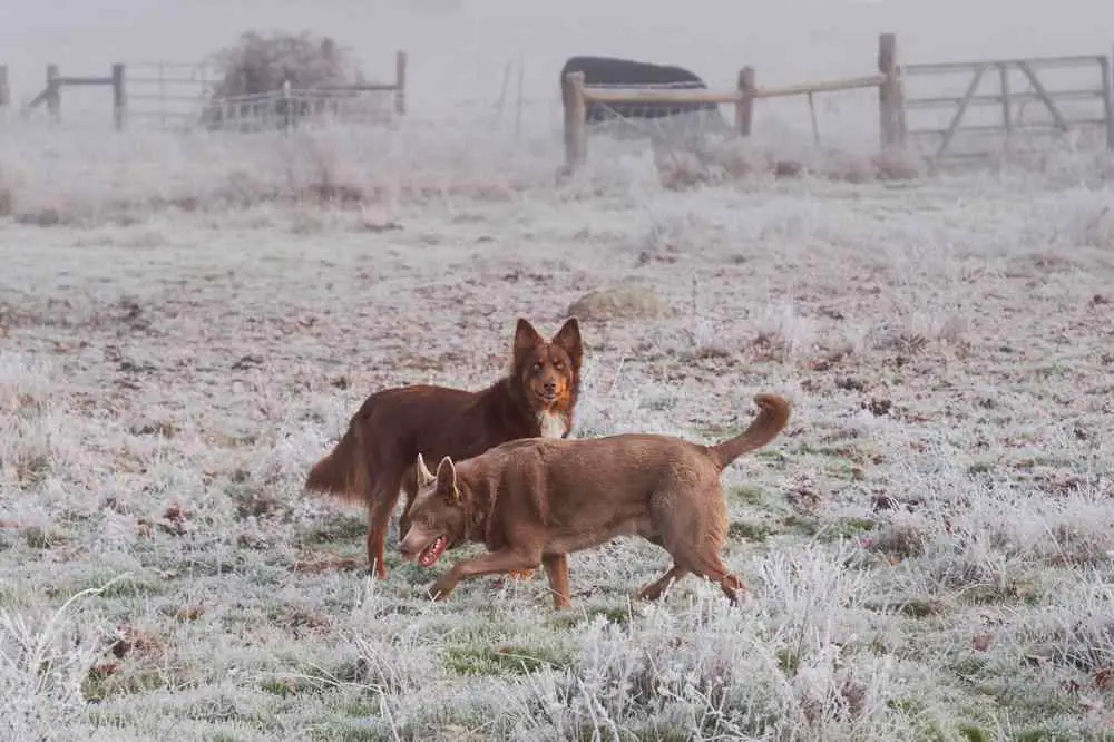 Australian Kelpie